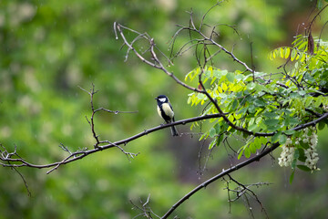 Cute little bird. Great tit. Nature background. 