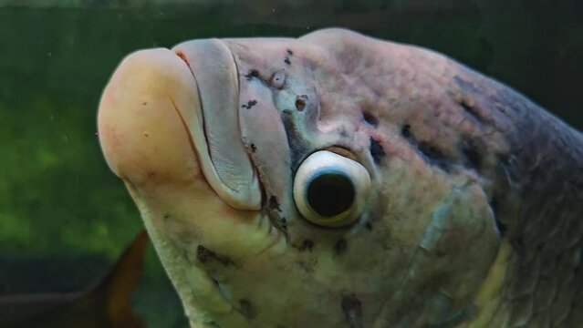  Close up of Elephant Ear Gourami fish head and eye