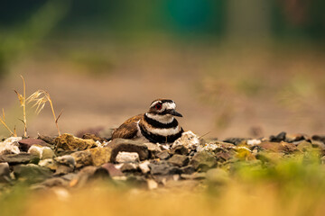 Killdeer Bird on Nest