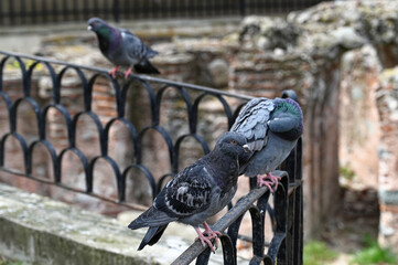 Pigeon on a fence against the background of ancient brick walls, Sofia, Bulgaria.