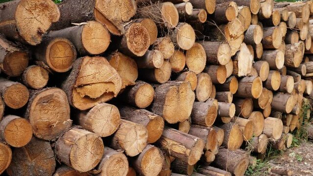 pile of logs processing 4k slow motion