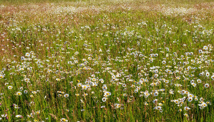 Fototapeta premium Beautiful daisy flowers growing on meadow in summer