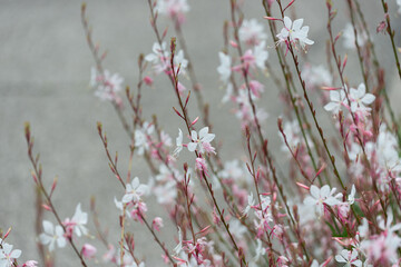 Gaura (Gaura lindheimeri) on a gray pavement background