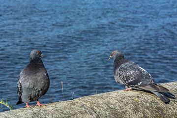 A series of images. Two blue pigeons are sitting on a stone surface. Birds are engaged in a love game. They kiss and copulate. There is a water space in the background