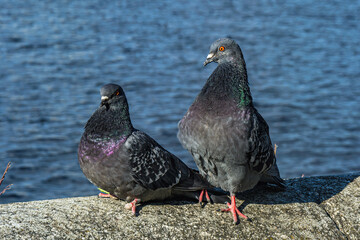 A series of images. Two blue pigeons are sitting on a stone surface. Birds are engaged in a love game. They kiss and copulate. There is a water space in the background