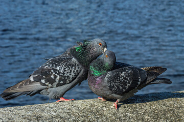 A series of images. Two blue pigeons are sitting on a stone surface. Birds are engaged in a love game. They kiss and copulate. There is a water space in the background