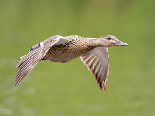 Female mallard in flight