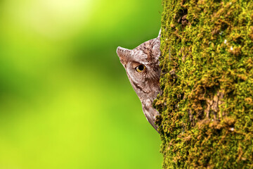 Owl. Eurasian Scops Owl. (Otus scops). Green nature background.