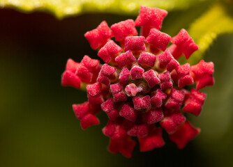 Red Flower 