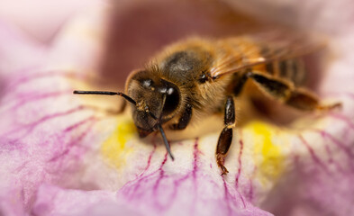Bee on Purple Flower 