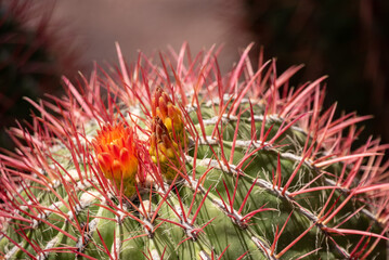 Beautfiul closeup of a Mexican Lime Cactus in a park in Marrakech