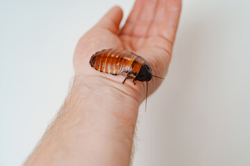 a man holds in hand a large hissing Madagascar cockroach on a white background