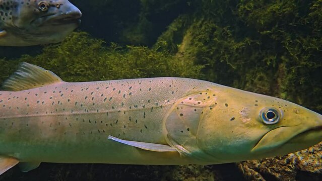Close up of two large steelhead trout salmon floating underwater.