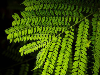 Jacaranda mimosifolia