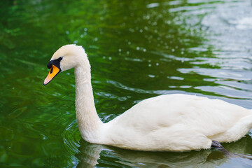Obraz premium Beautiful white swans swim in the pond. Birds are bred in parks