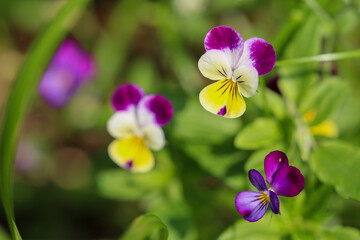 Purple, yellow, and white viola / johnny jump up blooms lasting long into the summer