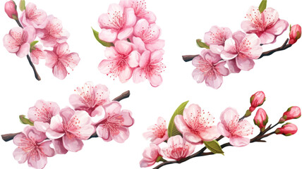 a collection of grunge oil painted cherry blossoms isolated on a transparent background, generative ai