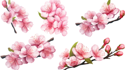a collection of grunge oil painted cherry blossoms isolated on a transparent background, generative ai