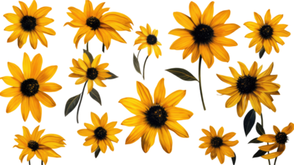 a collection of grunge oil painted black-eyed susans isolated on a transparent background, generative ai