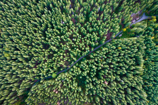 Aerial view of green pine forest with dark spruce trees. Nothern woodland scenery from above © bilanol