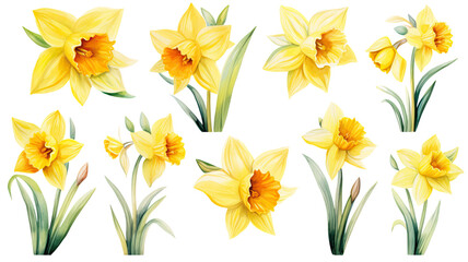 a collection of soft watercolor daffodils flowers isolated on a transparent background, generative ai