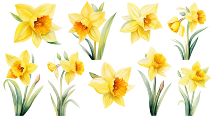 a collection of soft watercolor daffodils flowers isolated on a transparent background, generative ai