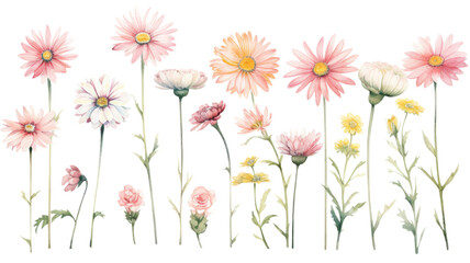 a collection of soft watercolor daisies flowers isolated on a transparent background, generative ai
