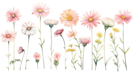 a collection of soft watercolor daisies flowers isolated on a transparent background, generative ai