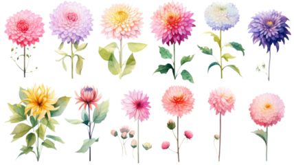 a collection of soft watercolor dahlias flowers isolated on a transparent background, generative ai