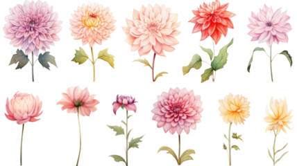 a collection of soft watercolor dahlias flowers isolated on a transparent background, generative ai