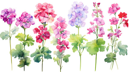 a collection of soft watercolor geraniums flowers isolated on a transparent background, generative ai