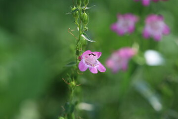 A pink pestemon / beardtongue flower growing in a garden