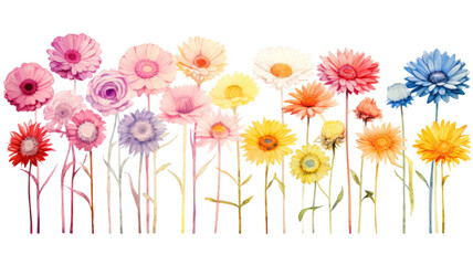 Obraz premium a collection of soft watercolor gerbera daisies flowers isolated on a transparent background, generative ai