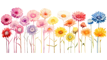 a collection of soft watercolor gerbera daisies flowers isolated on a transparent background, generative ai