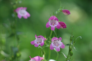 A cluster of pink pestemon / beardtongue flowers growing in a garden