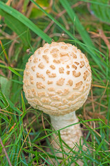 Mushroom Emerging From the Grass