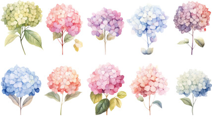a collection of soft watercolor hydrangeas flowers isolated on a transparent background, generative ai