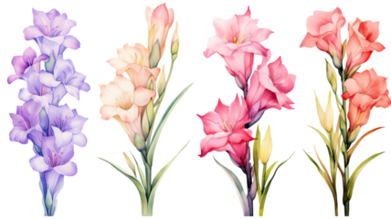a collection of soft watercolor gladiolus flowers isolated on a transparent background, generative ai