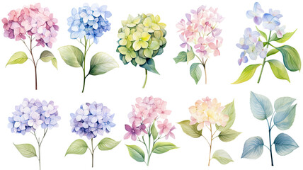 a collection of soft watercolor hydrangeas flowers isolated on a transparent background, generative ai