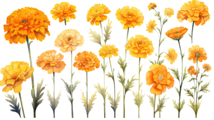 a collection of soft watercolor marigolds flowers isolated on a transparent background, generative ai