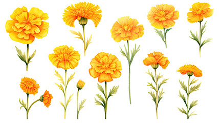 Obraz premium a collection of soft watercolor marigolds flowers isolated on a transparent background, generative ai