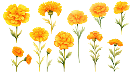a collection of soft watercolor marigolds flowers isolated on a transparent background, generative ai