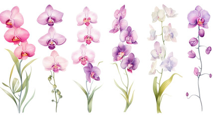 Fototapeta na wymiar a collection of soft watercolor orchids flowers isolated on a transparent background, generative ai