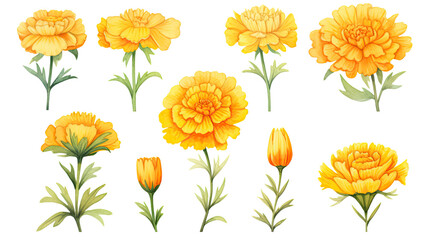 a collection of soft watercolor marigolds flowers isolated on a transparent background, generative ai