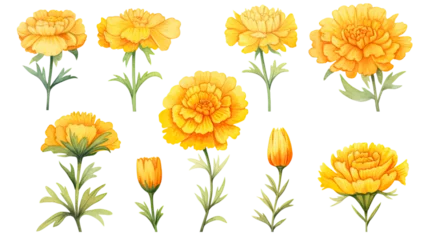 Tuinposter a collection of soft watercolor marigolds flowers isolated on a transparent background, generative ai © Perfect PNG