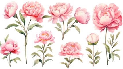 a collection of soft watercolor peonies flowers isolated on a transparent background, generative ai