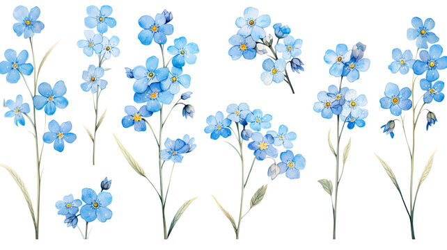 a collection of soft watercolor forget-me-nots flowers isolated on a transparent background, generative ai