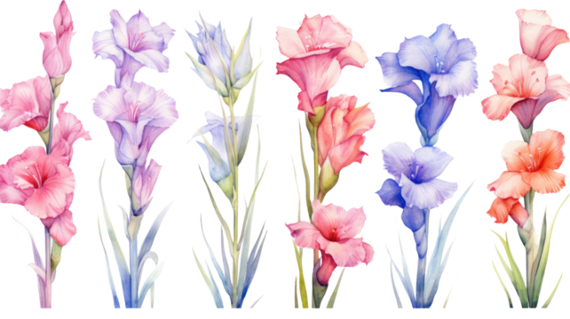 a collection of soft watercolor gladiolus flowers isolated on a transparent background, generative ai
