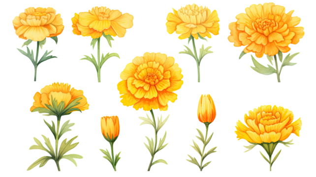 a collection of soft watercolor marigolds flowers isolated on a transparent background, generative ai