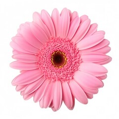 Gerbera flower isolated. Illustration AI Generative